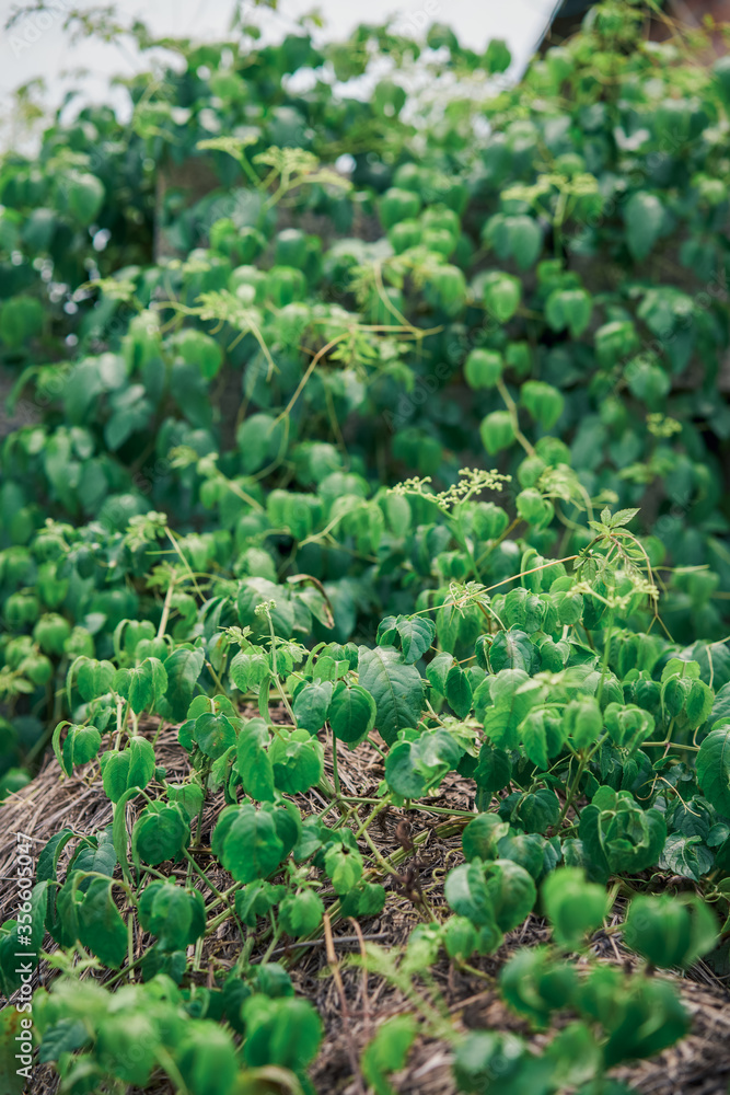 Outdoors covered with green plants and leaf plants on the soil wall Outdoors covered with green plants and leaf plants on the soil wall