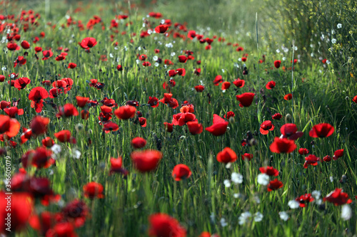 red poppy flowers in field © Ahmet Burcak Gozcu