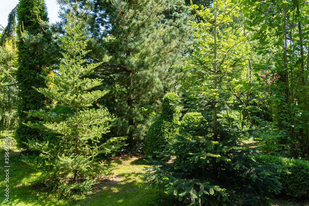 Spruce Abies koreana is surrounded by evergreens. Thuja western, Japanese glauca, Nordman fir and boxwood grow on all sides. Evergreen landscaped garden. Spring sunny day. Nature concept for design. Spruce Abies koreana is surrounded by evergreens. Thuja western, Japanese glauca, Nordman fir and boxwood grow on all sides. Evergreen landscaped garden. Spring sunny day. Nature concept for design.