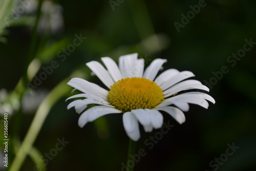 Chamomile flowers in the spring garden