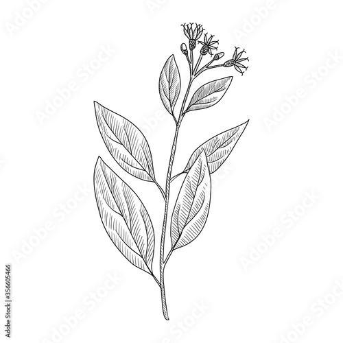 vector drawing bitter leaf © cat_arch_angel