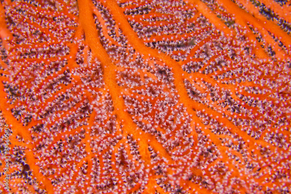Gorgonian, Sea Fan, Sea Whips, Coral Reef, South Ari Atoll, Maldives, Indian Ocean, Asia Gorgonian, Sea Fan, Sea Whips, Coral Reef, South Ari Atoll, Maldives, Indian Ocean, Asia