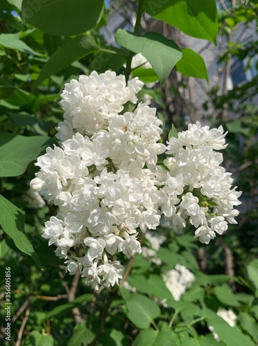 White blooming lilac