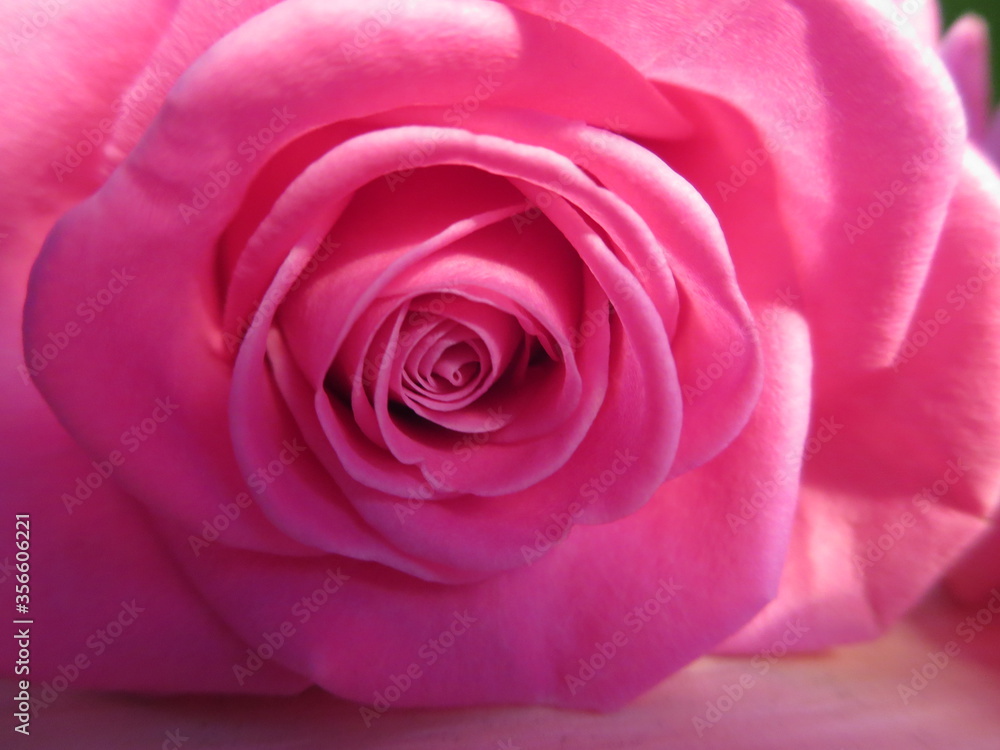 Garden roses, ornamental, popular flowering plants in the world. Large size of flower, wide range of colours. Interior photo of Garden roses, ornamental, popular flowering plants in the world. Large size of flower, wide range of colours. Interior photo of