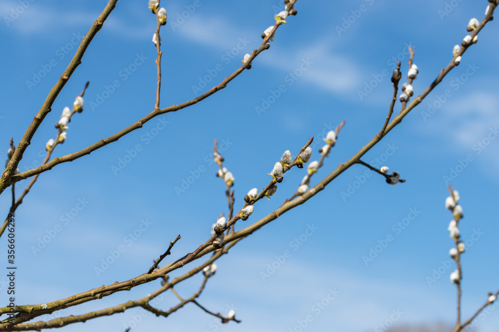 Nahaufnahme von Palmkätzchen an Sal-Weiden Zweige mit blauem Himmel als Hintergrund, Deutschland Nahaufnahme von Palmkätzchen an Sal-Weiden Zweige mit blauem Himmel als Hintergrund, Deutschland