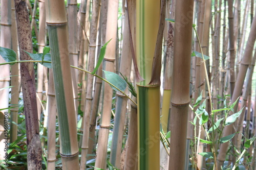 Fototapeta Naklejka Na Ścianę i Meble -  オウゴンチク 縞のある竹