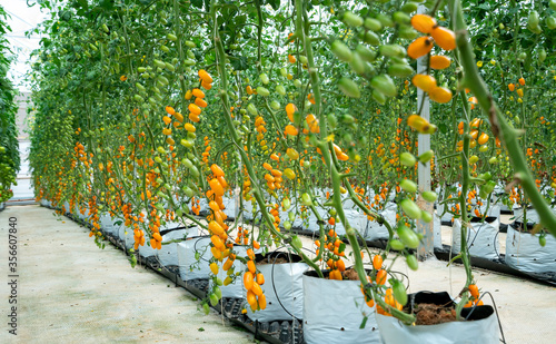 Yellow Cherry Tomatoes ripen in a greenhouse garden. This is a nutritious food, vitamins are good for human health