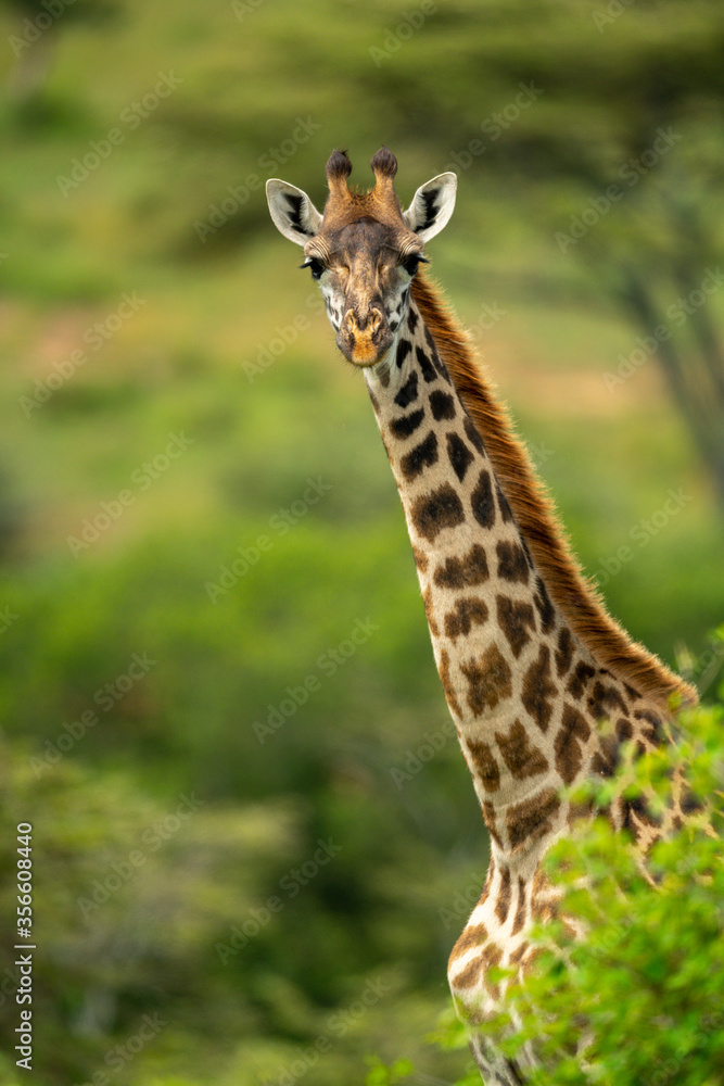 Close-up of Masai giraffe looking over bush Close-up of Masai giraffe looking over bush