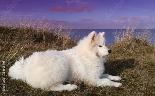 samoyed dog lying on the coast