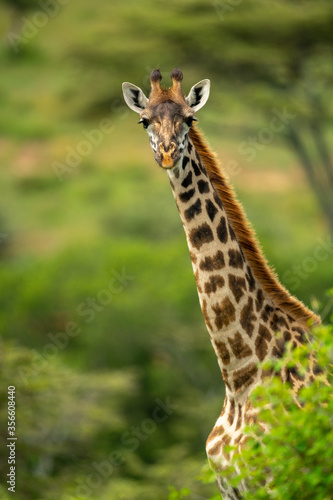 Close-up of Masai giraffe looking over bush