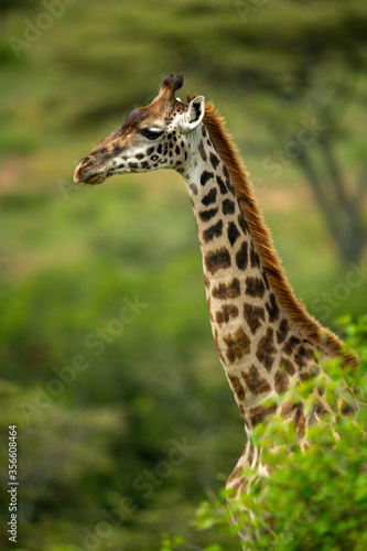 Close-up of Masai giraffe standing behind bush