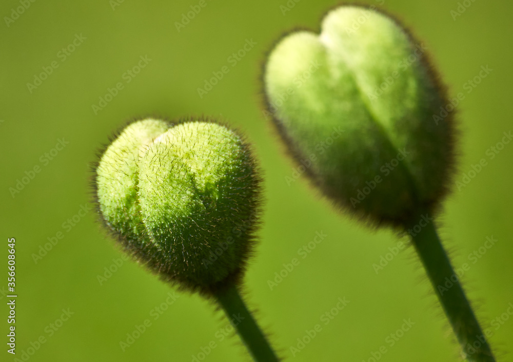 Nahaufnahme zweier grüner Knospen mit feinen Haaren an einem dünnen Stiel vor grünem Hintergrund Nahaufnahme zweier grüner Knospen mit feinen Haaren an einem dünnen Stiel vor grünem Hintergrund