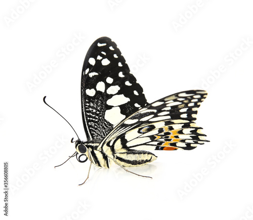 butterfly isolated on white background © evegenesis