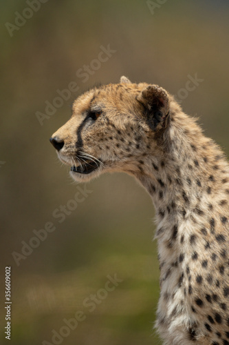 Close-up of cheetah staring left in profile
