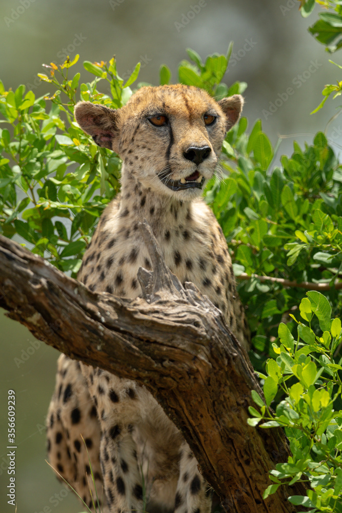 Close-up of female cheetah sitting by bush Close-up of female cheetah sitting by bush