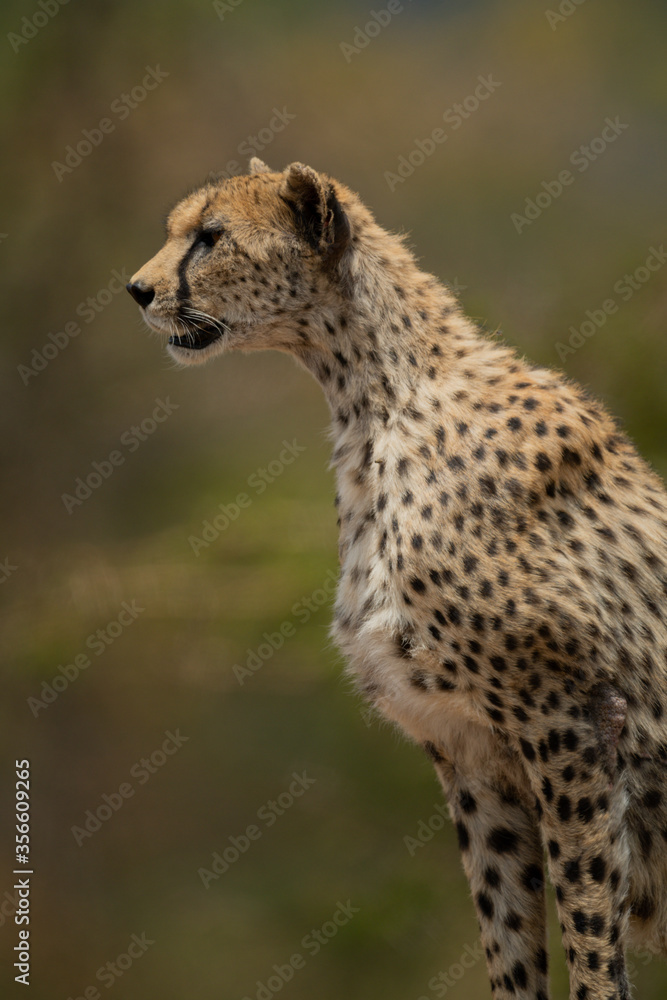 Close-up of female cheetah sitting facing left Close-up of female cheetah sitting facing left