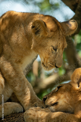 Fototapeta Naklejka Na Ścianę i Meble -  Close-up of lion cub sitting by another