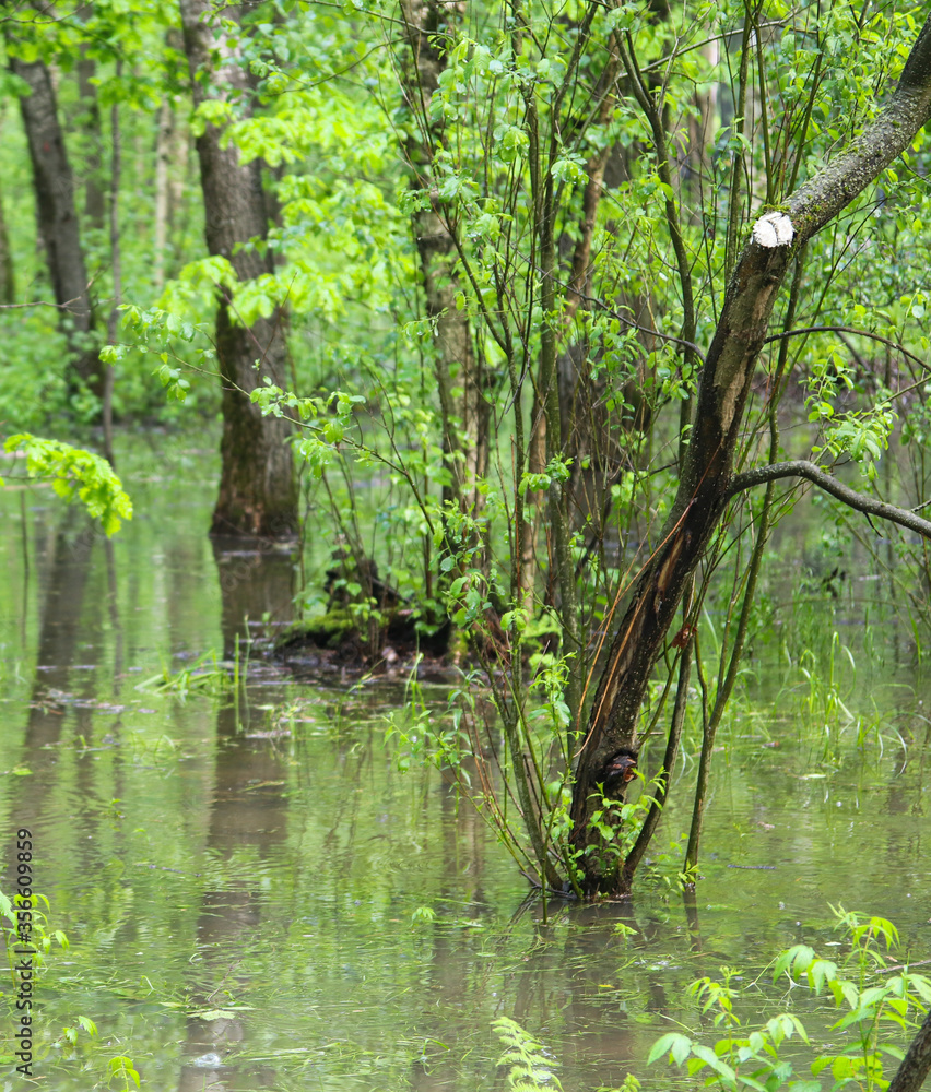 Fototapeta premium Park in rainy weather in summer