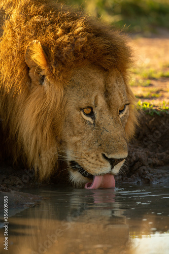 Fototapeta Naklejka Na Ścianę i Meble -  Close-up of male lion drinking in shade