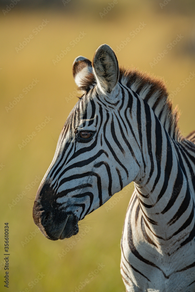 Naklejka premium Close-up of plains zebra head and neck