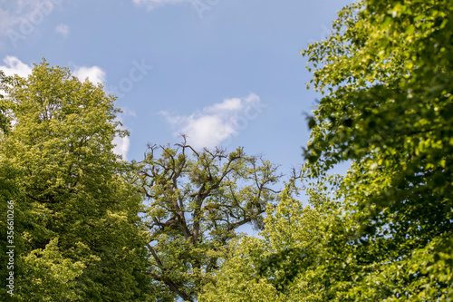green trees covering an leavless tree with blue sky above photo