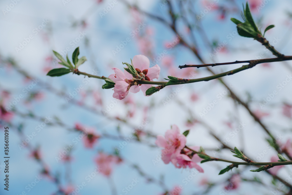Bright pink spring flowers against a blue sky. Spring blooming of nectarine Bright pink spring flowers against a blue sky. Spring blooming of nectarine