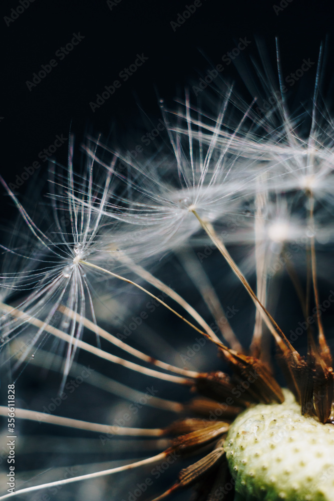 Obraz premium macro photo of white dandelion fluffs