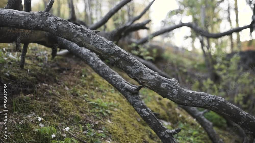 Close slide shot of fallen tree on mossy hill in Finnish forest Close slide shot of fallen tree on mossy hill in Finnish forest