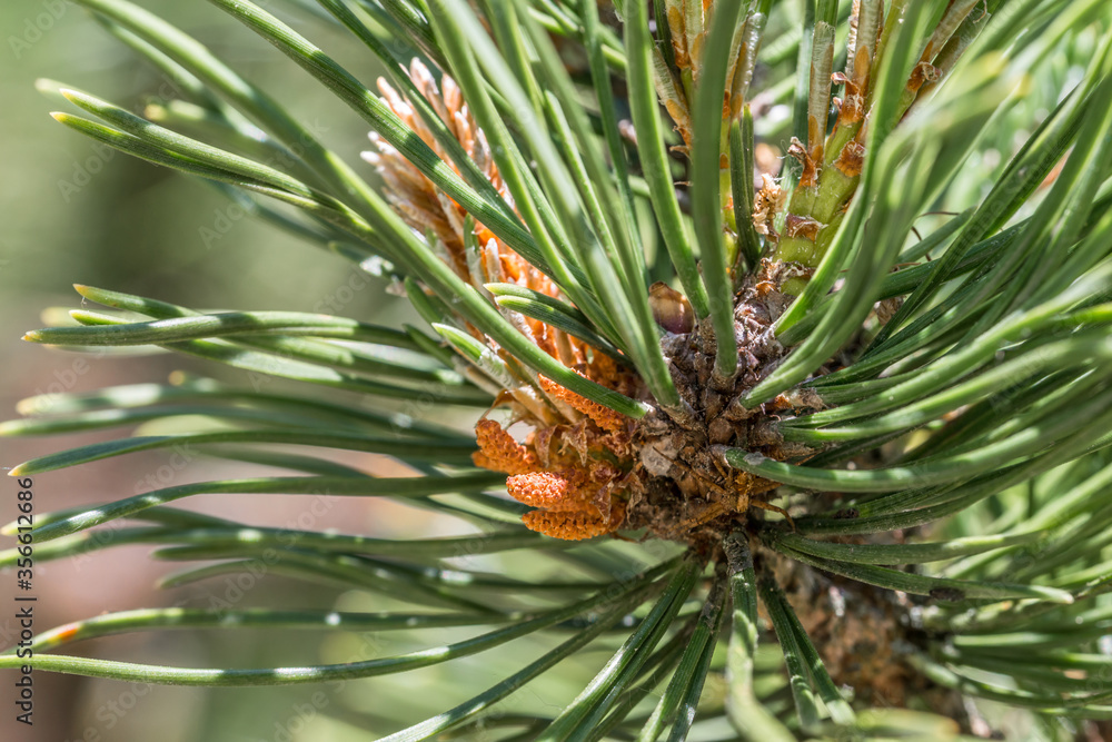 Nahaufnahme eines frischen Triebs eine Kiefer, Deutschland