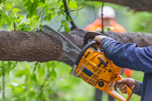 Wallpaper Mural Worker in uniform with a chainsaw sawing a tree that fell during a hurricane Torontodigital.ca