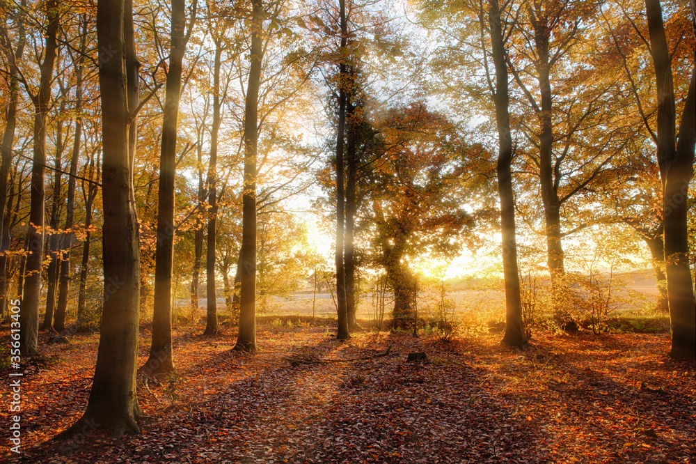 Obraz premium Autumn forest with golden sunlight in Norfolk