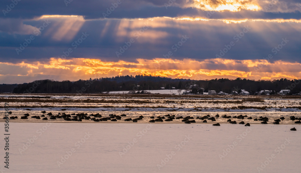 Naklejka premium Why are the Canadian geese in winter