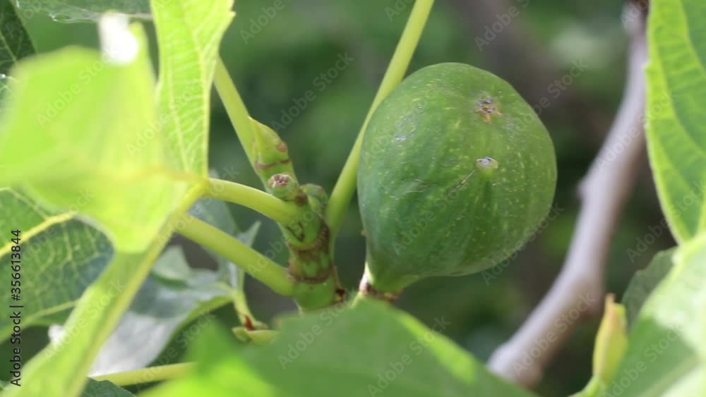 Wind Shaking Fig Branch With Growing Fruit on It Wind Shaking Fig Branch With Growing Fruit on It