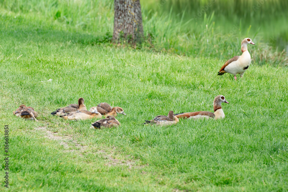 Egyptian goose family with goslings in the grass, Alopochen aegyptiaca or Nilgans Egyptian goose family with goslings in the grass, Alopochen aegyptiaca or Nilgans