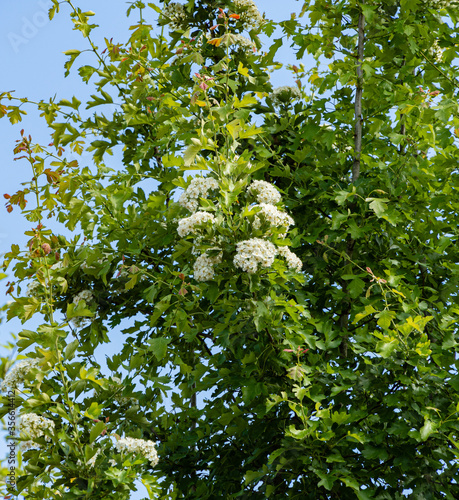 Large flowering bush of jasmine lewisii Philadelphus. White inflorescences of jasmine lewisii Philadelphus on a blurred background of green foliage and blue sky. Selective focus. Close-up.
