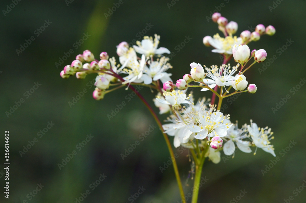 Dropwort Summer Flower Close Up Dropwort Summer Flower Close Up