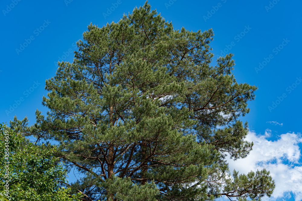 Huge ordinary pine against blue sky. Branches with green needles on Silvestris pine. Evergreen landscaped garden. Sunny day. Spring. Nature concept for design. Huge ordinary pine against blue sky. Branches with green needles on Silvestris pine. Evergreen landscaped garden. Sunny day. Spring. Nature concept for design.