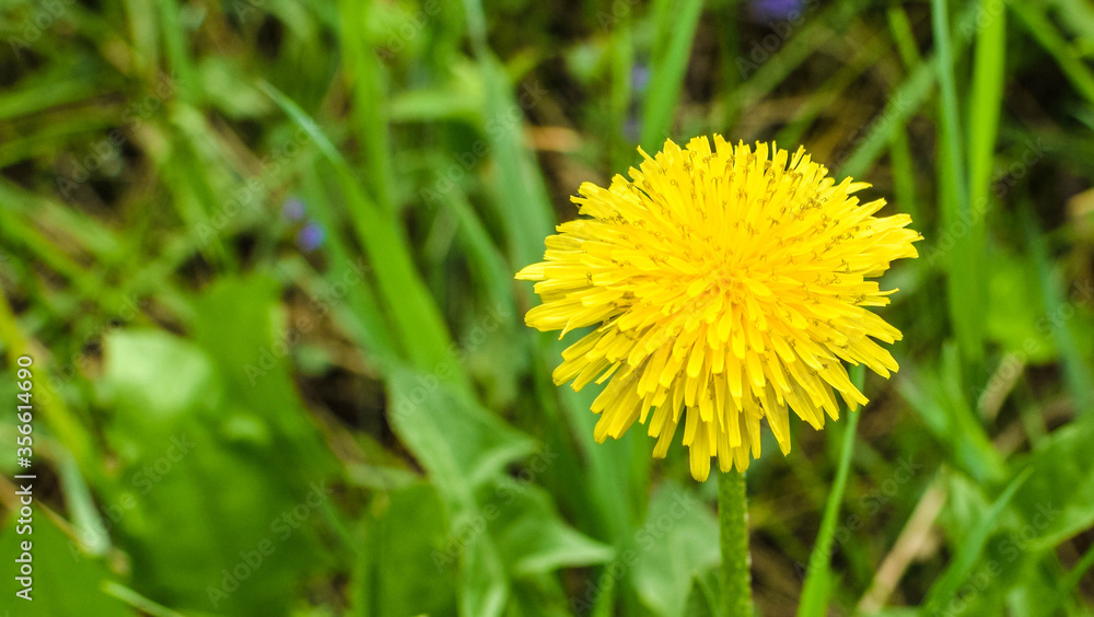 Beautiful yellow flowers on a bokeh background. Macro. Nature. Single yellow flower. Beautiful yellow flowers on a bokeh background. Macro. Nature. Single yellow flower.