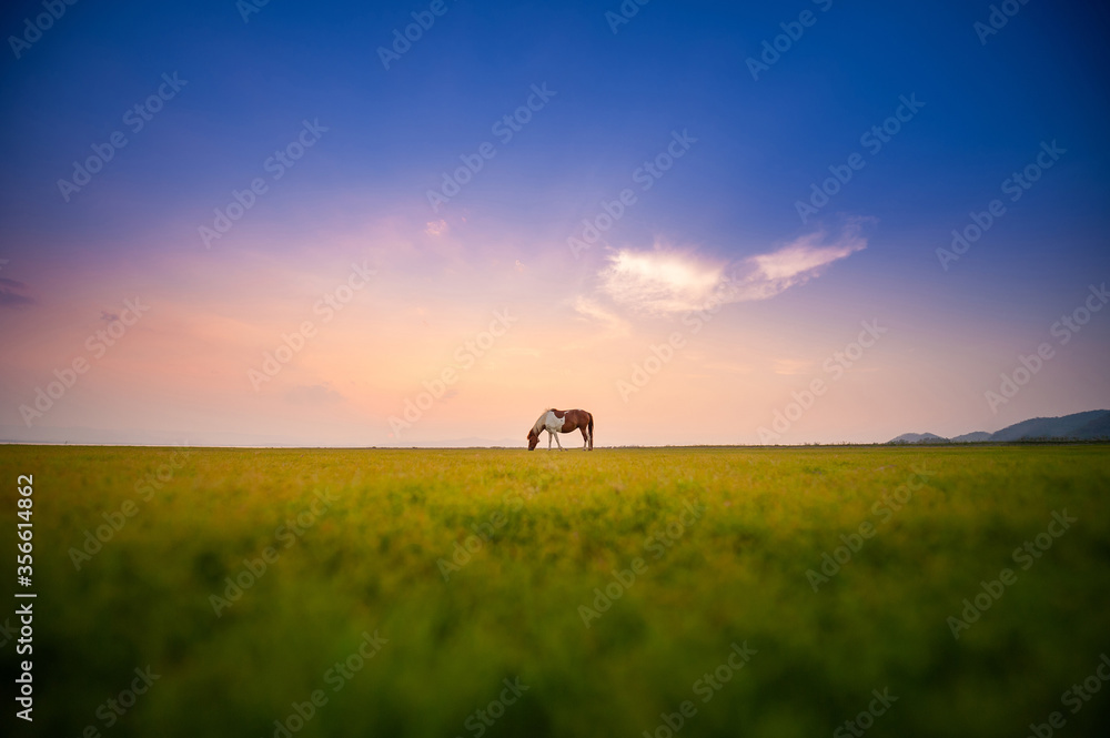 Horses grazing on pasture at sunset.