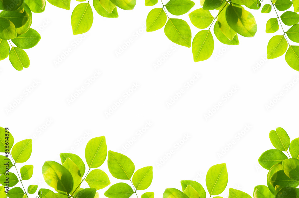 Frame of green leaves. Green leaves frame isolated on white background. Frame of green leaves. Green leaves frame isolated on white background.