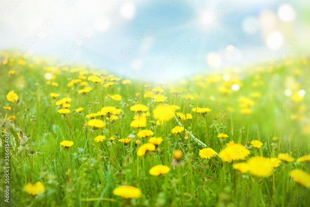 Green meadow with dandelions in the rays of the summer sun Green meadow with dandelions in the rays of the summer sun
