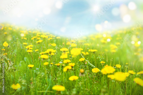 Green meadow with dandelions in the rays of the summer sun © flipper1971