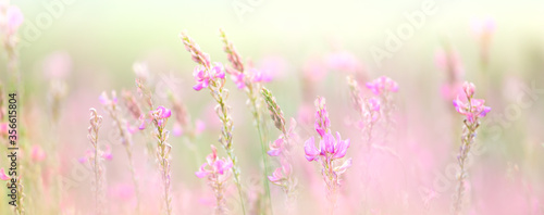 Wild gentle flowers banner - natural meadow floral background
