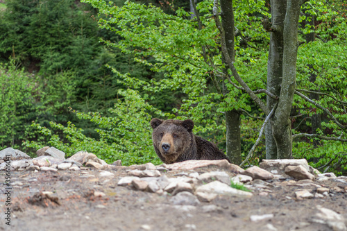Wild brown bear  ursus arctos  in the forest of Carpathian Mountains  Ukraine . Synevyr National Nature Park.  Brown Bear Rehabilitation Center