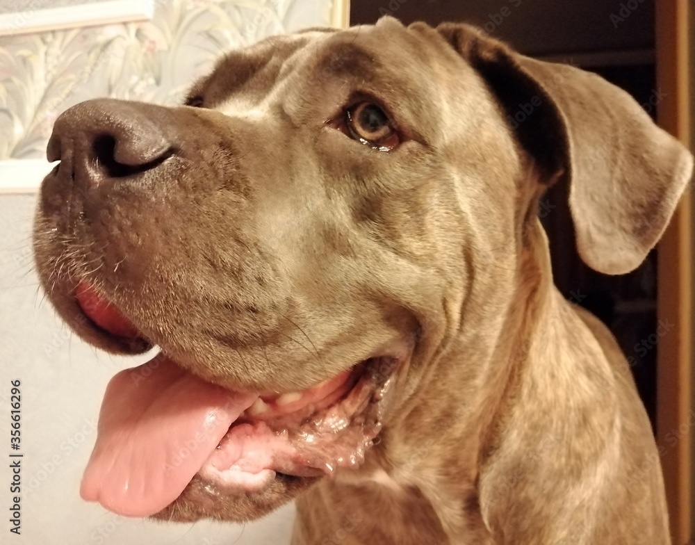 Mastiff dog head close up with open mouth in room