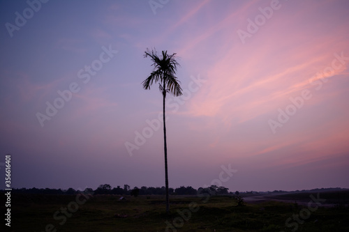 betelnut trees in Assam, India. betelnut farming in village of North East Assam India, Supari Tree
