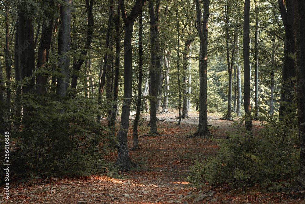 Dark moody forest during summer Dark moody forest during summer