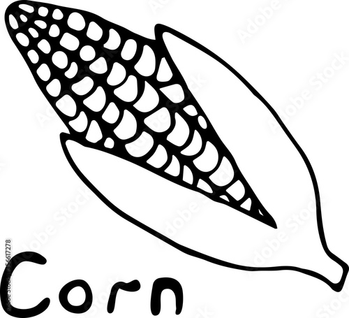 Vector illustration of a corn in the Doodle style, hand-drawn black outline on a white background with the text "Corn". Can be used for paper, textiles, fabrics, books, paper Wallpaper