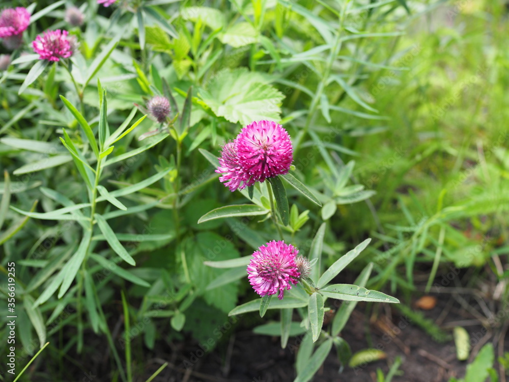 Trifolium pratense. Thickets of a blossoming clover. Red clover plants in sunshine. Honey bee at red clover flower. Flowering field with red clover and green grass.