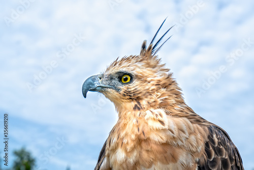 Portrait of eagle with big eyes and sharp beak majestic show of the world's biggest birds